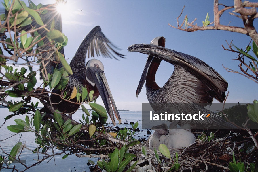 Par de Pelícano Pardo (Pelecanus occidentalis) exhibición en nido de felicitación paso en Costa mang