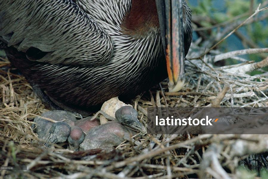 Pelícano Pardo (Pelecanus occidentalis) padre melancólico crías desnudos y ciegos, Caleta Tagus, Isl