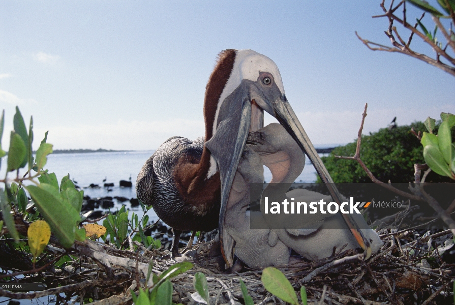 Nido de Pelícano Pardo (Pelecanus occidentalis), alimentación de polluelos por regurgitación de mang