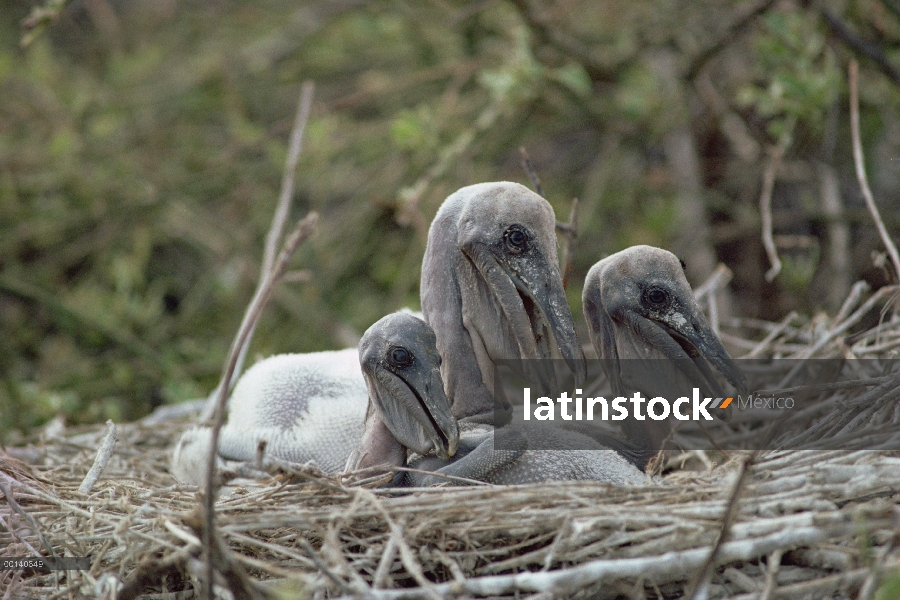 Tres polluelos de Pelícano Pardo (Pelecanus occidentalis) que muestra la diferencia de edad causada 