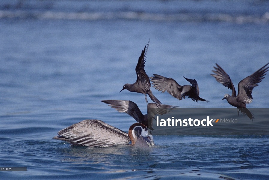 Grupo de Bobo café (Anous stolidus) intentar arrebatar peces de Pelícano Pardo (Pelecanus occidental