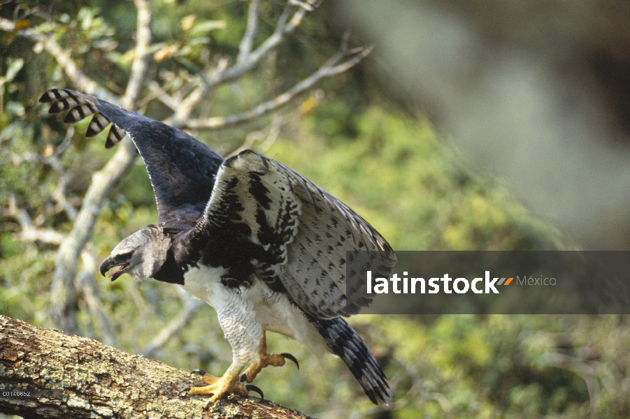 Águila arpía (Harpia harpyja) caminando a lo largo de una rama en su hábitat de dosel de la selva, t