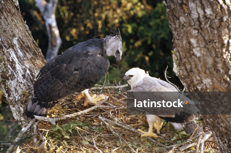 Águila arpía (Harpia harpyja) femenino entrega de presas al nido con una chica juvenil, tierras de E