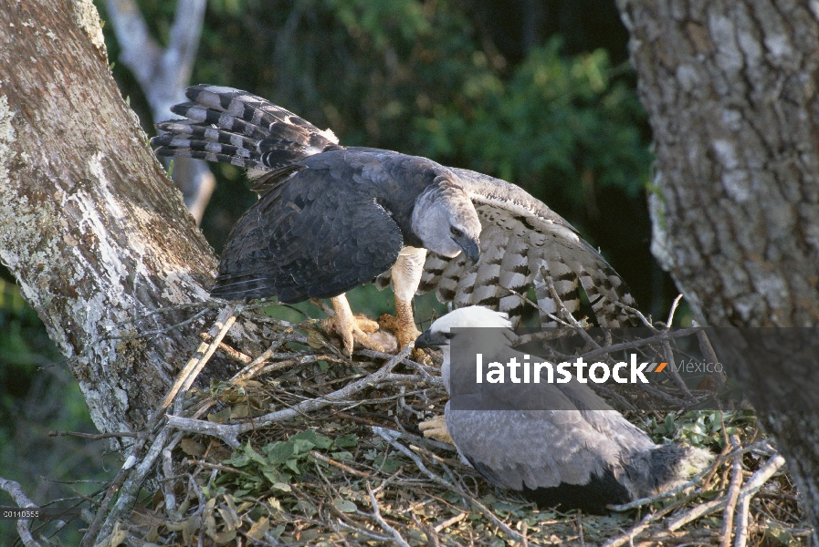 Águila arpía (Harpia harpyja) femenino entrega de presas al nido con una chica juvenil, tierras de E