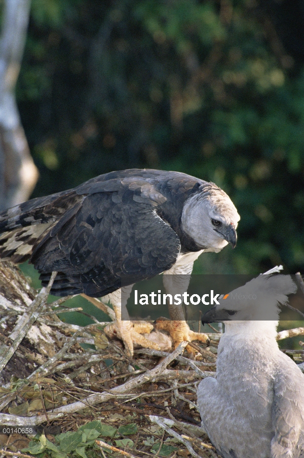 Águila arpía (Harpia harpyja) femenino entrega de presas al nido con su pollo juvenil, tierras de Es