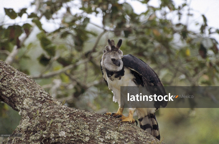 Águila arpía (Harpia harpyja) mujer topografía de su territorio de un árbol de nuez de Brasil, tierr