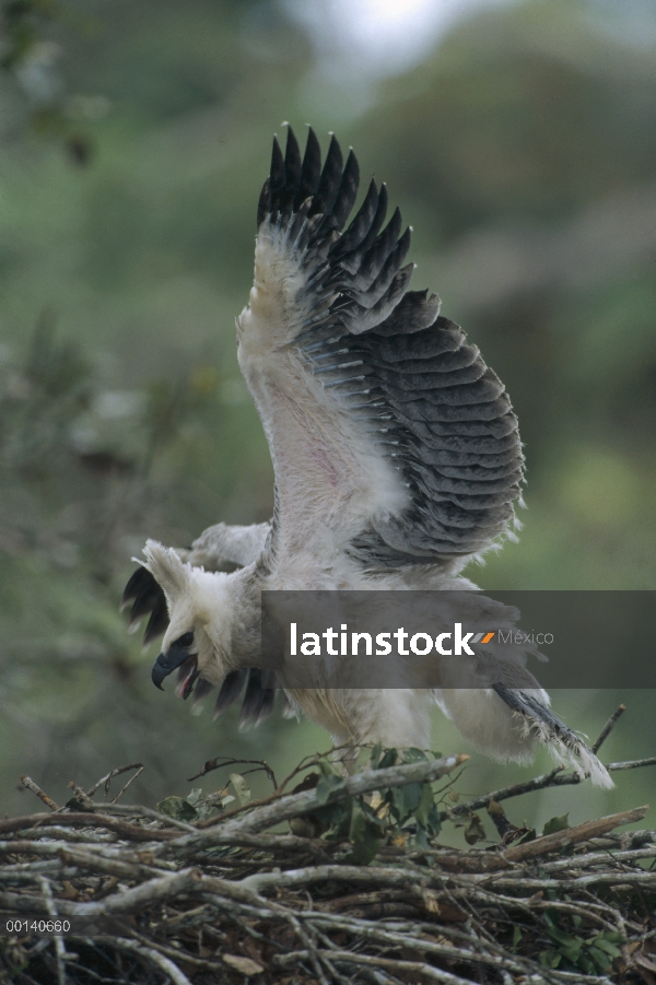 Águila arpía (Harpia harpyja) juvenil ejercitar sus alas, Ese'eja nativas tierras, río Tambopata, Pe