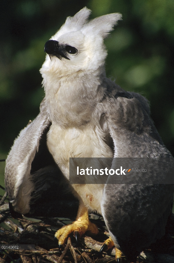 Águila arpía (Harpia harpyja) juveniles en el nido toma una postura de amenaza al pasar buitre, Ese'