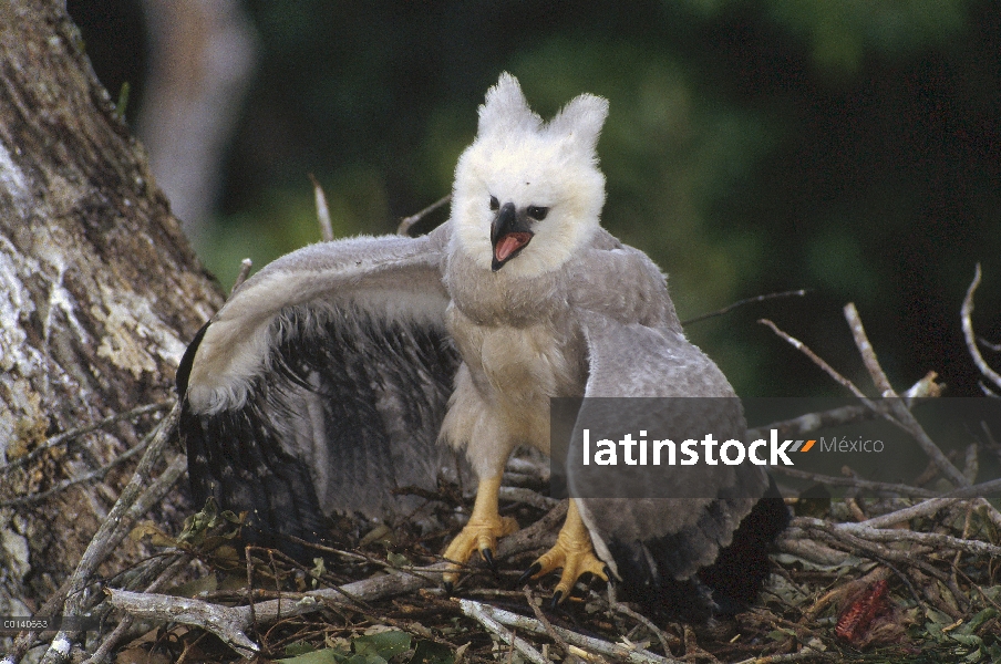 Águila arpía (Harpia harpyja) juveniles en el nido toma una postura de amenaza al pasar buitre, Ese'