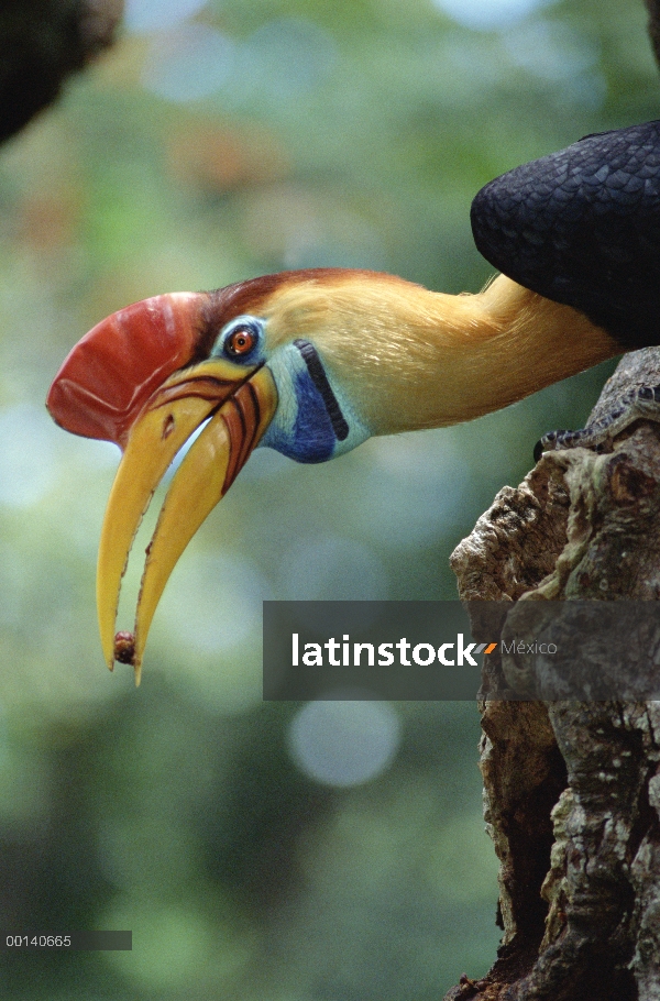 Hombre de Cálao moruna (Aceros cassidix) Sulawesi ofreciendo higos a una hembra en la cavidad del ni