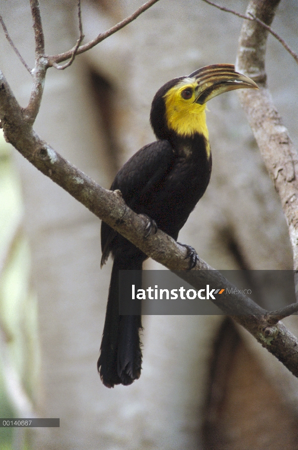 Protector de pie macho Tarictic Hornbill (Penelopides panini) sobre nido de cavidad, reserva de natu