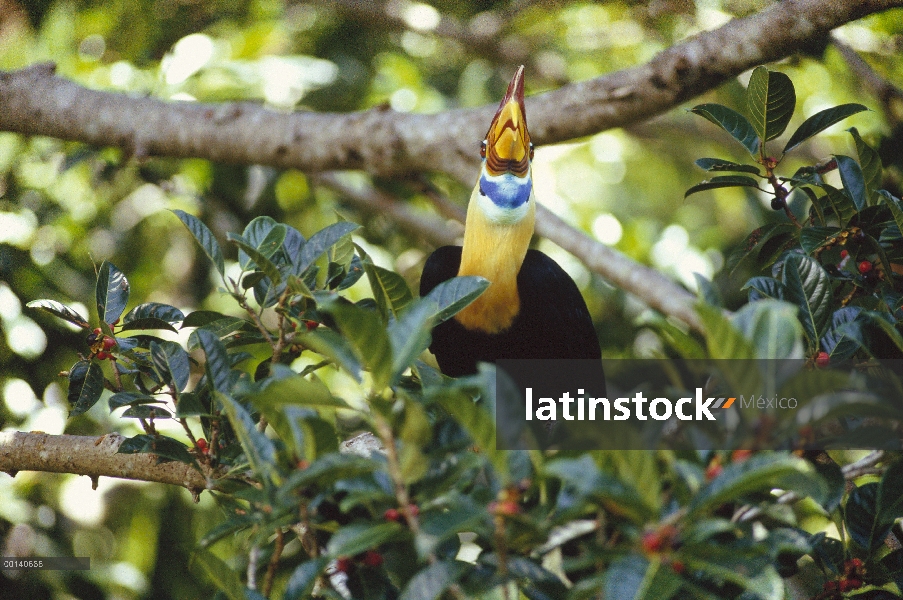 Hombre de Cálao moruna (Aceros cassidix) Sulawesi en una fructificación fig (Ficus forsteni) árbol, 