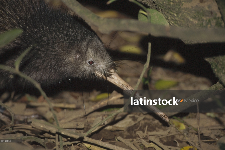 Norte isla Brown Kiwi (Apteryx australis mantelli) sondeo en el sotobosque húmedo mostrando las cerd