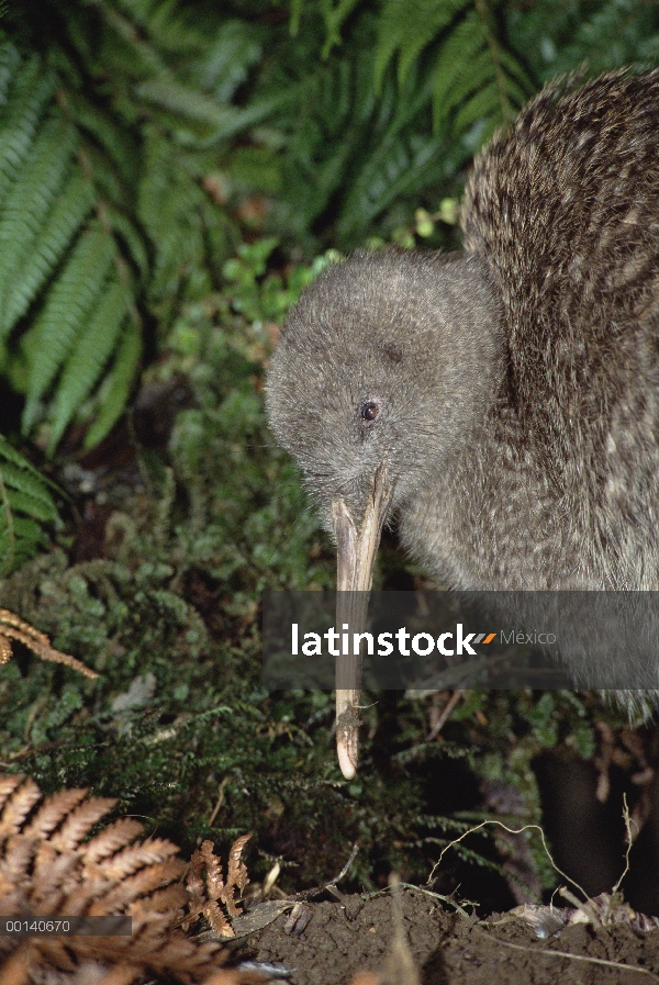 Gran hombre Kiwi manchado (Apteryx haastii) en hábitat de bosque lluvioso con bigotes sensoriales, c