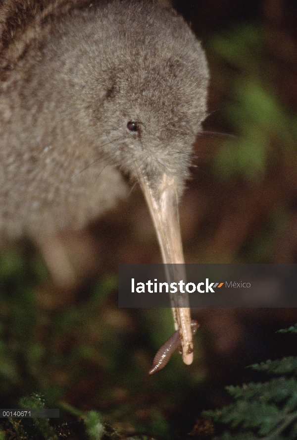 Gran hombre Kiwi manchado (Apteryx haastii) alimentándose de gusanos de tierra, casa Kiwi, criadero 