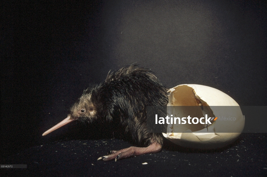 Pollito recién eclosionados norte isla Brown Kiwi (Apteryx australis mantelli) todavía lleva una res