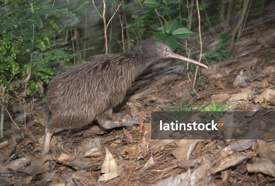 Hembra adulta del norte isla Brown Kiwi (Apteryx australis mantelli) en un funcionamiento completo, 