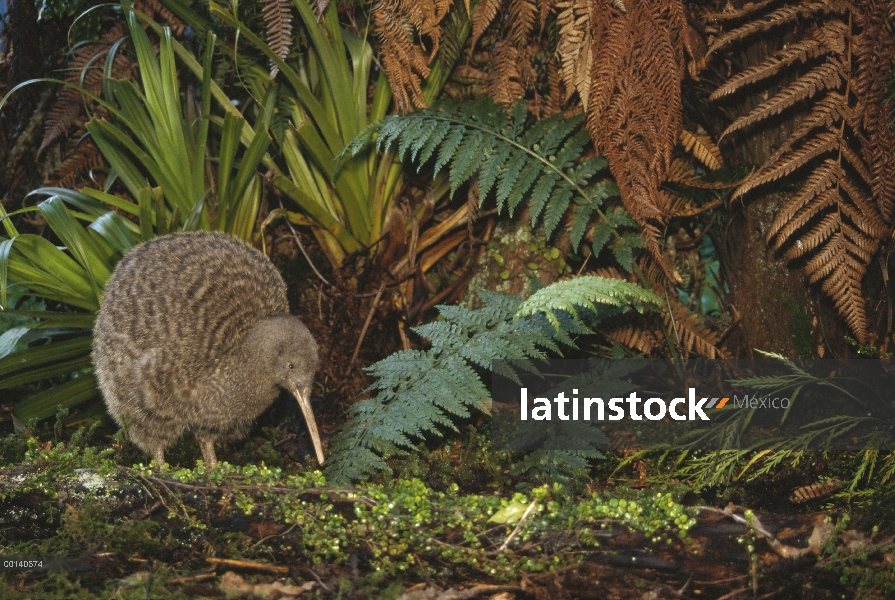 Gran hombre Kiwi manchado (Apteryx haastii) en hábitat de la selva, casa Kiwi, criadero Otorohanga, 