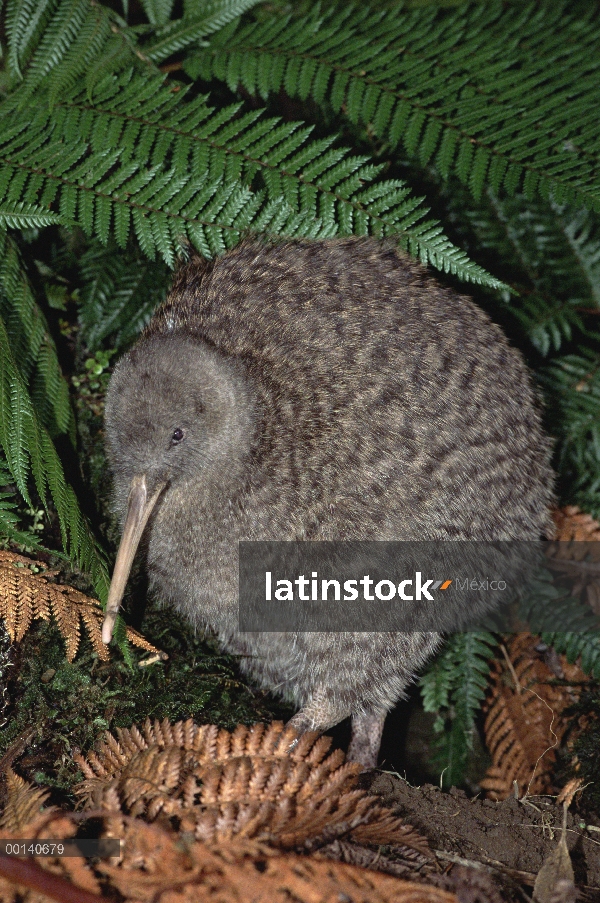 Gran hombre Kiwi manchado (Apteryx haastii) en hábitat de la selva, casa Kiwi, criadero Otorohanga, 