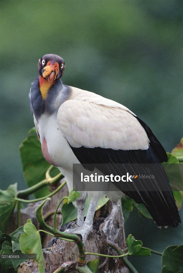 Zopilote rey (Sarcoramphus papa) en un bosque cubierto de epífitas se atoren, zona reservada de Tamb