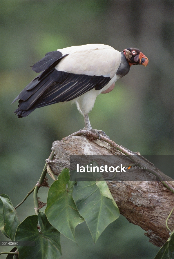 Zopilote rey (Sarcoramphus papa) en un bosque cubierto de epífitas se atoren, zona reservada de Tamb