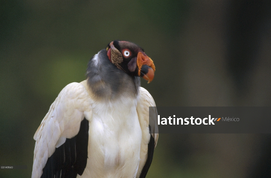 Retrato de zopilote rey (Sarcoramphus papa), las tierras de Ese'eja nativa, río Tambopata, Amazonia 