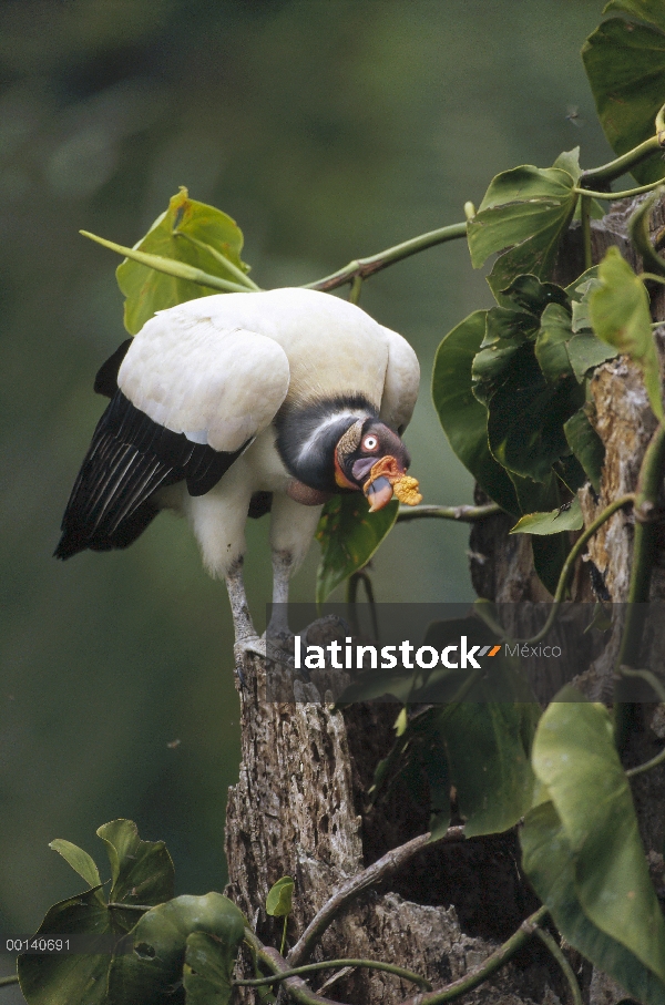 Zopilote rey (Sarcoramphus papa) en la entrada de su nido en cavidad en snag, río Tambopata, Amazoni