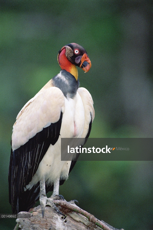 Zopilote rey (Sarcoramphus papa) en colores de cría completo, tierras de Ese'eja nativa, río Tambopa