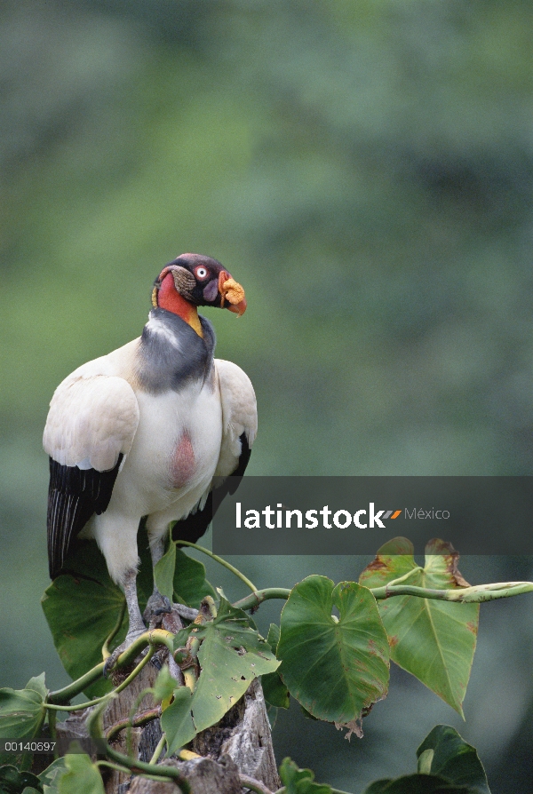 Zopilote rey (Sarcoramphus papa) en una epífita cubierta enganche de la selva, río Tambopata, Amazon