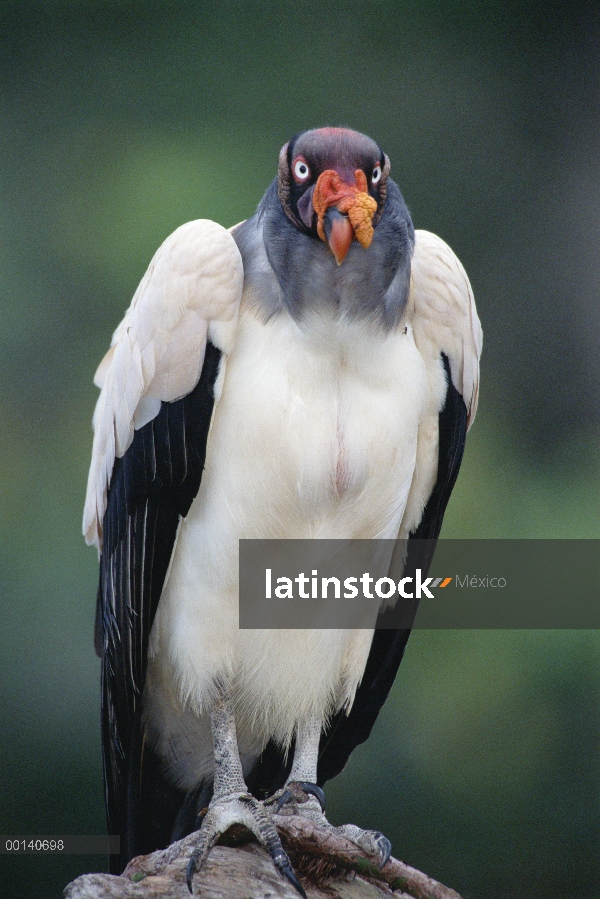 Retrato del Rey Zope (Sarcoramphus papa), tierras Ese'eja nativa, río Tambopata, Amazonía peruana