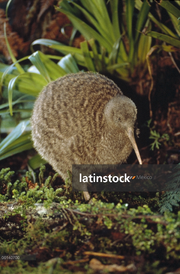 Gran hombre Kiwi manchado (Apteryx haastii) en hábitat de la selva, casa Kiwi, criadero Otorohanga, 