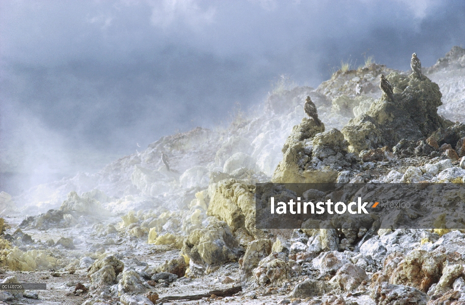 Halcón de Galápagos (Buteo galapagoensis) encaramado en las rocas cerca de fumarolas de azufre, volc