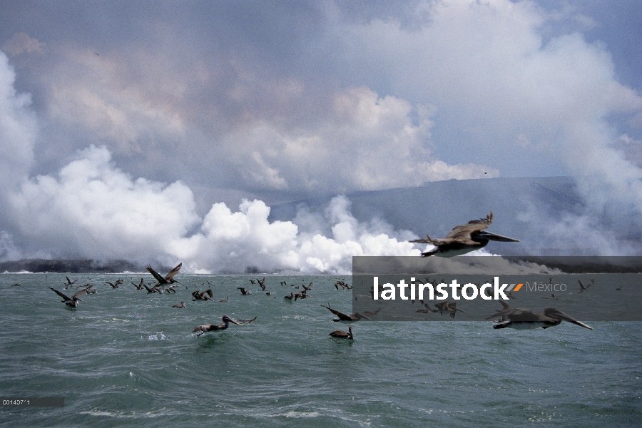 Pelícano Pardo (Pelecanus occidentalis) grupo acuden a aguas calientes donde los flujos de lava entr