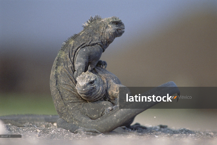 Marine Iguana (Amblyrhynchus cristatus) dos hembras luchando por espacio a lo largo de la playa de a