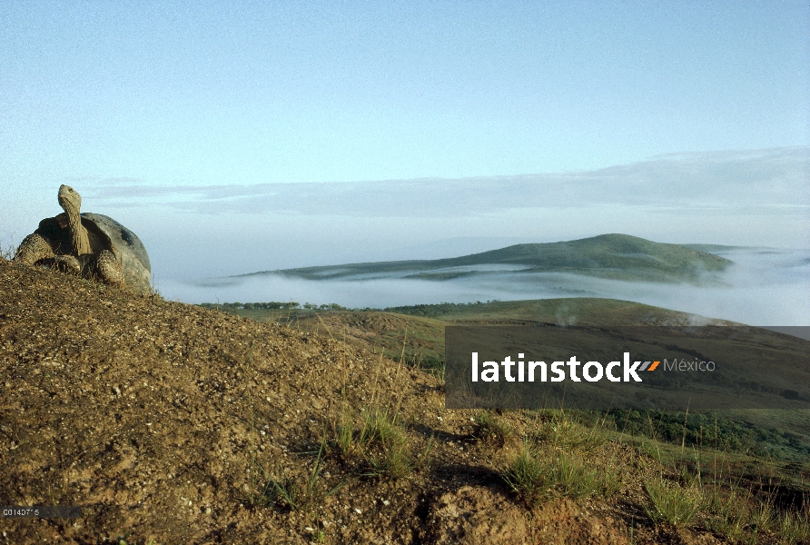 Tortuga gigante de Galápagos (Chelonoidis nigra) en el borde de la caldera al amanecer, volcán Alced