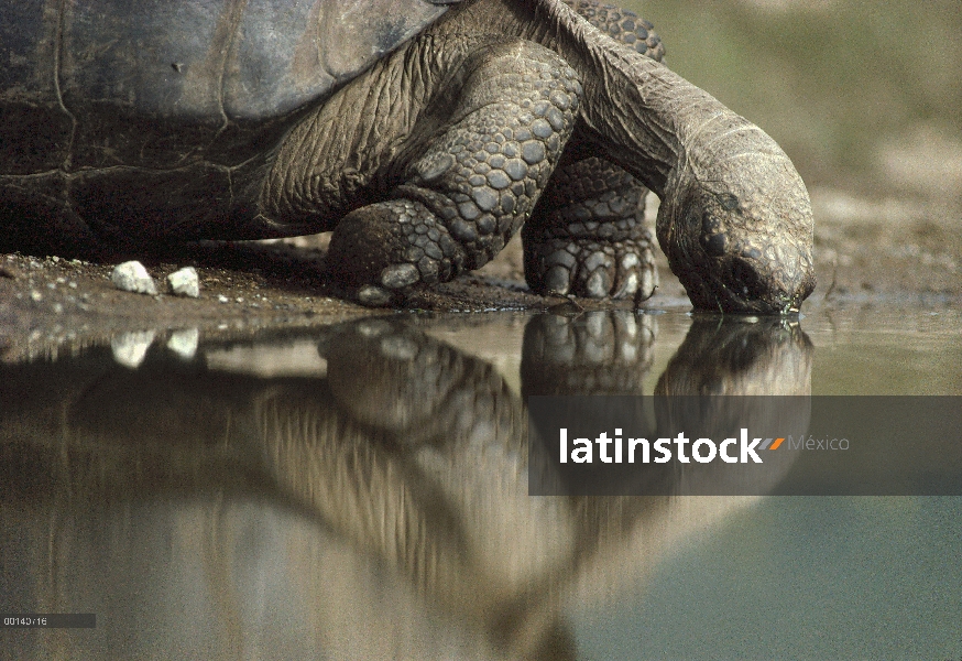 Tortuga gigante de Galápagos (Chelonoidis nigra) bebiendo de piscina de temporada, volcán Alcedo, Is