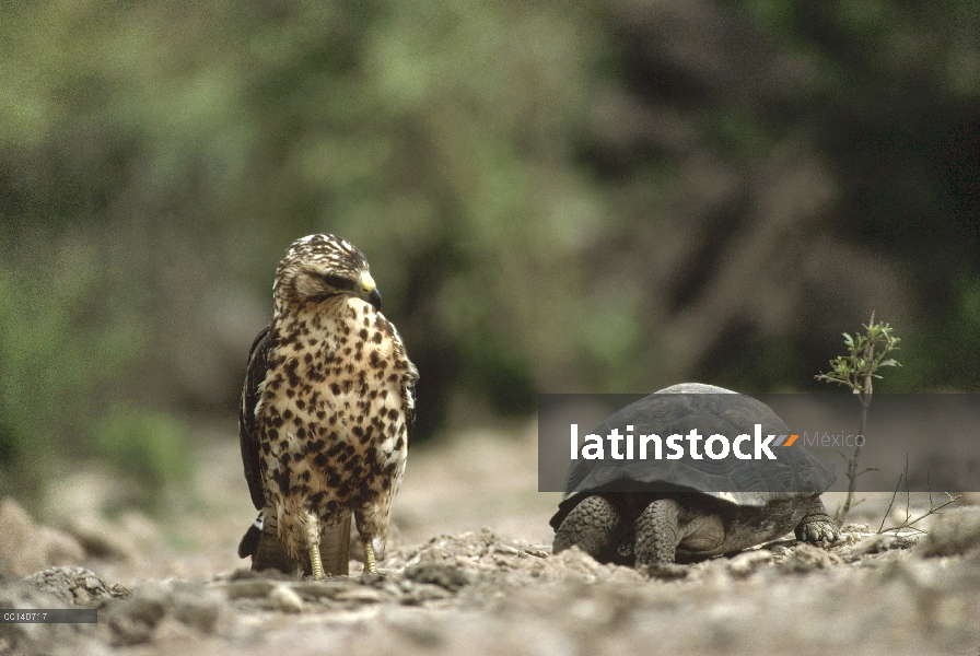 Halcón de Galápagos (Buteo galapagoensis) investigando joven volcán Alcedo tortuga gigante (Chelonoi