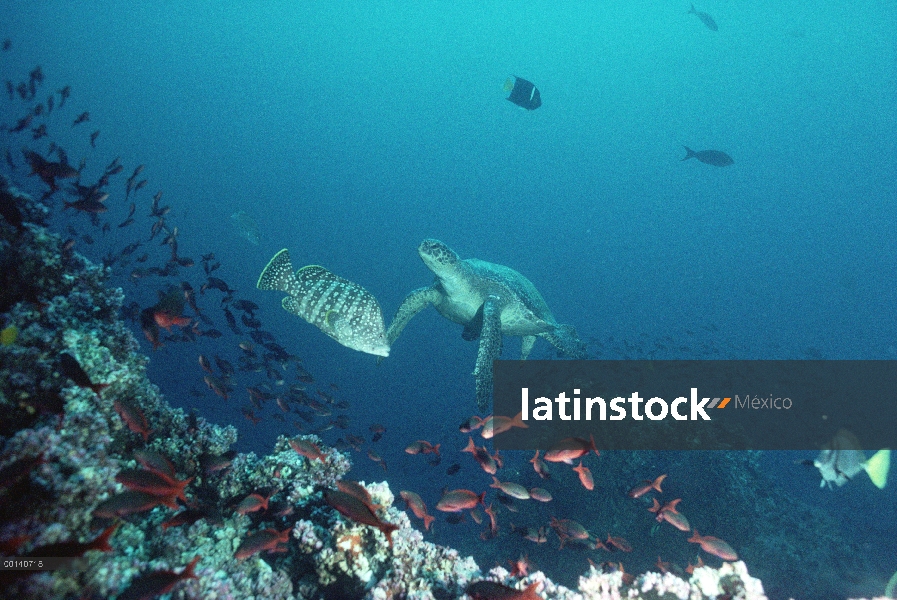Tortuga verde (Chelonia mydas) en peligro de extinción, con escuela de pez isla Wenman, Islas Galápa