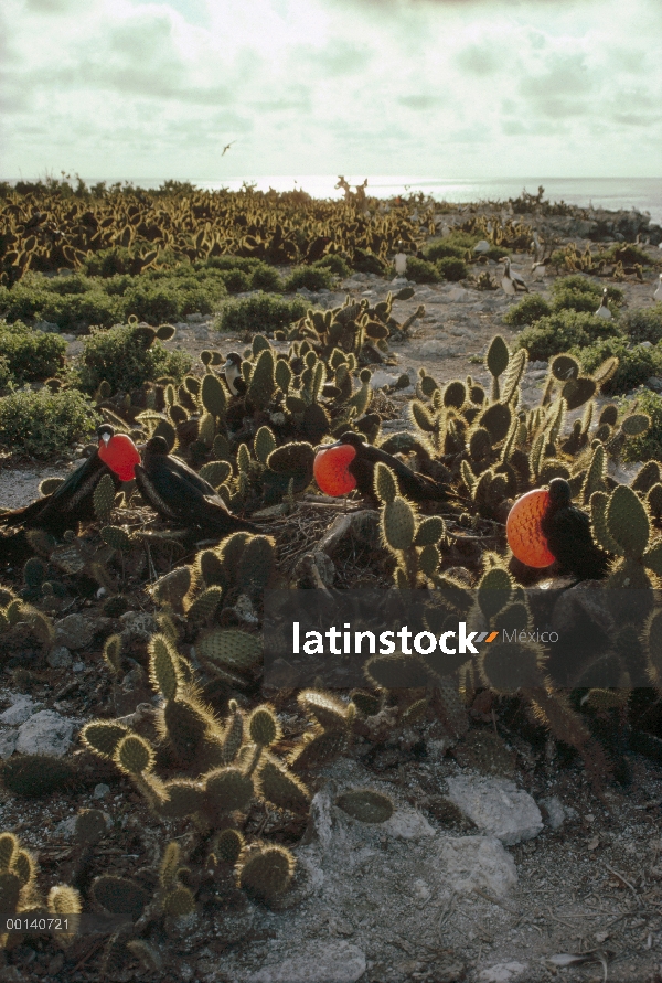 Machos de Frigatebird (Fregata minor) gran cortejo con bolsas de aire gular inflado entre Cholla (Op