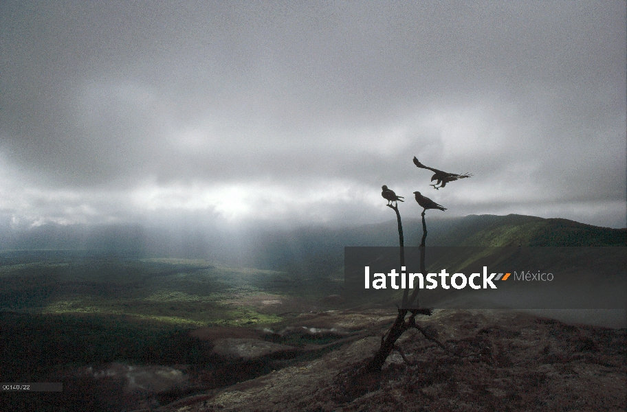 Halcón de Galápagos (Buteo galapagoensis) en árbol muerto con vistas a la caldera, con fumarolas de 