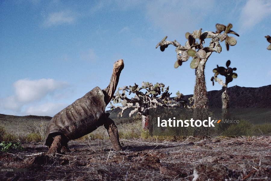 Varón de la tortuga de Galápagos (Chelonoidis nigra hoodensis) Saddleback en áridas caldera, Isla Pi