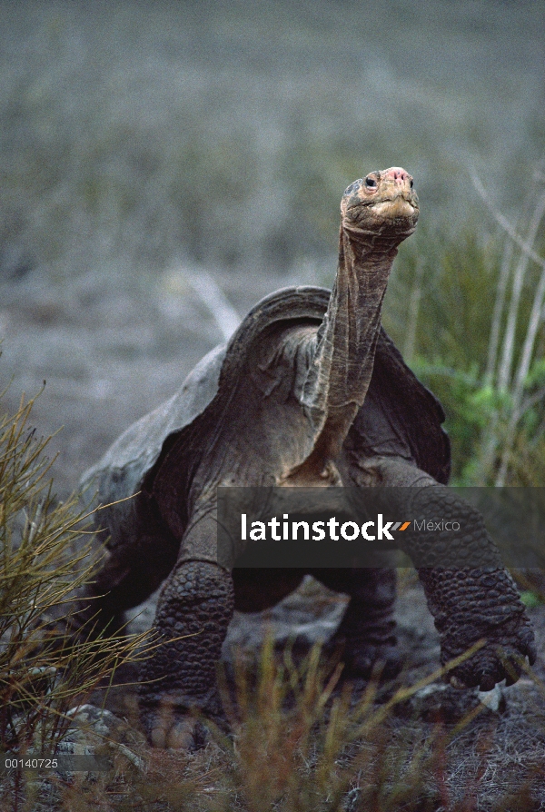 Varón de la tortuga de Galápagos (Chelonoidis nigra hoodensis) Saddleback en áridas caldera, Isla Pi