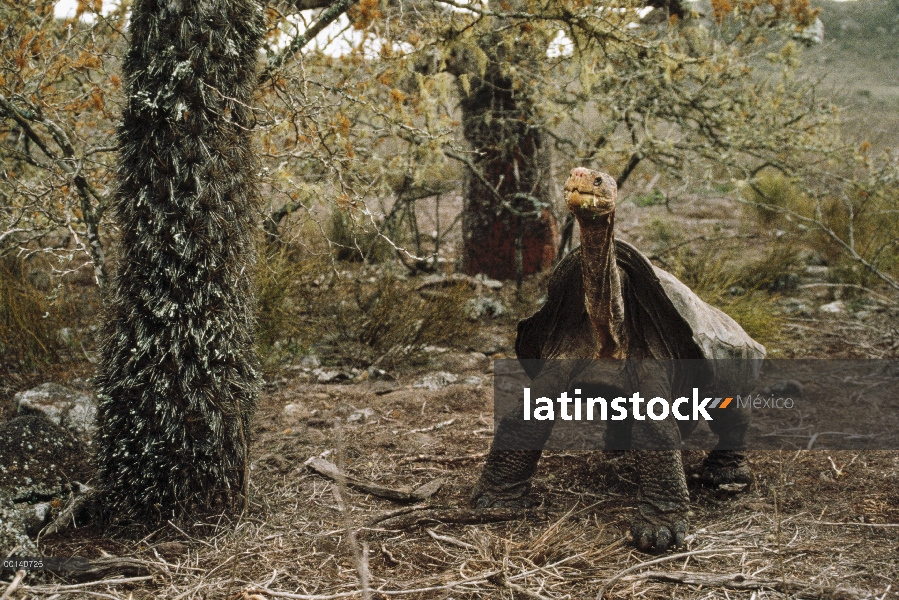 Varón de Saddleback tortuga de Galápagos (Chelonoidis nigra hoodensis) en hábitat árido entre Opunti