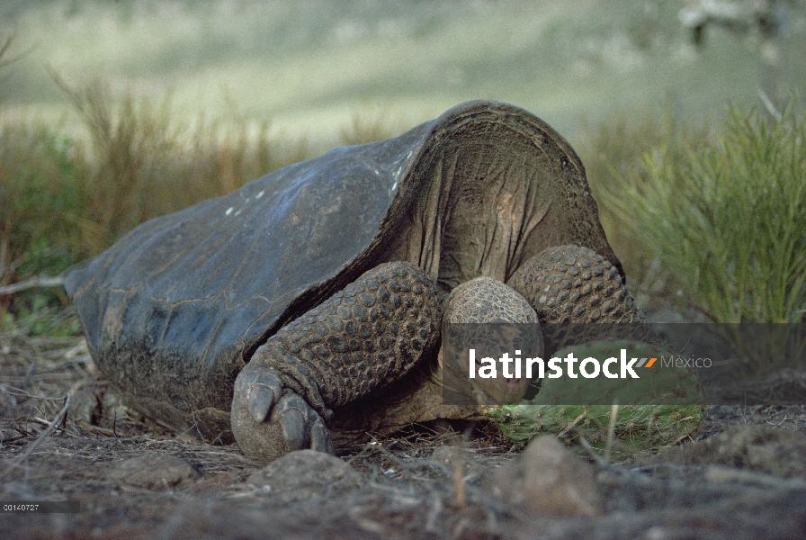 Macho de tortuga de Galápagos (Chelonoidis nigra hoodensis) de Saddleback alimentándose de nopal Opu