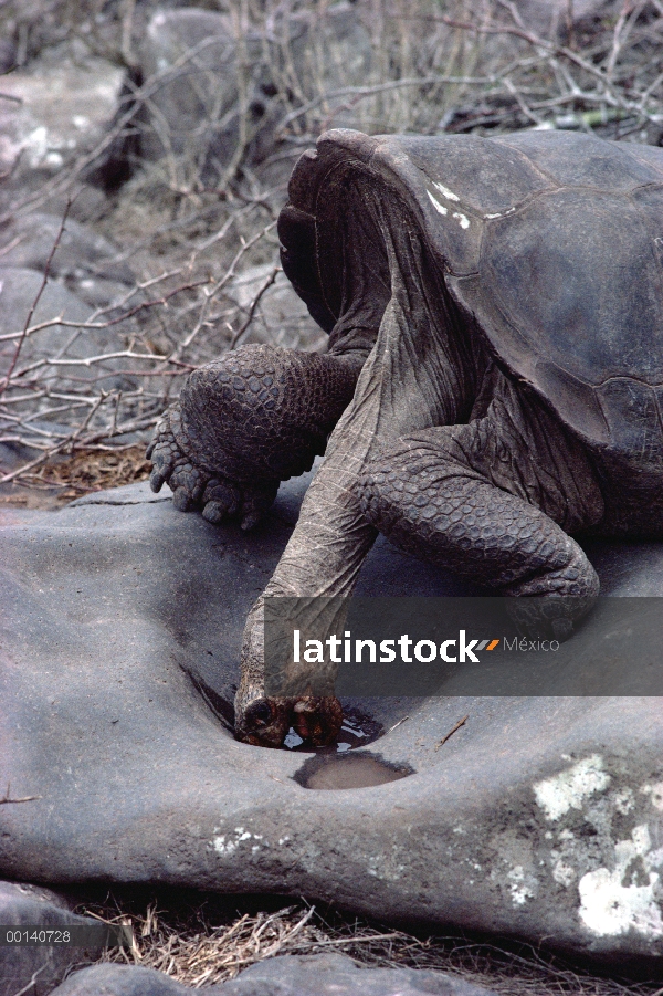 Saddleback tortuga de Galápagos (Chelonoidis nigra hoodensis) masculino visita pulido beber rock, mo