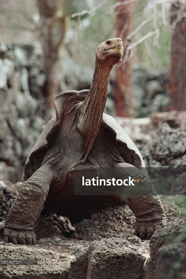 Hombre maduro de Saddleback tortuga de Galápagos (Chelonoidis nigra hoodensis), uno de solamente dos