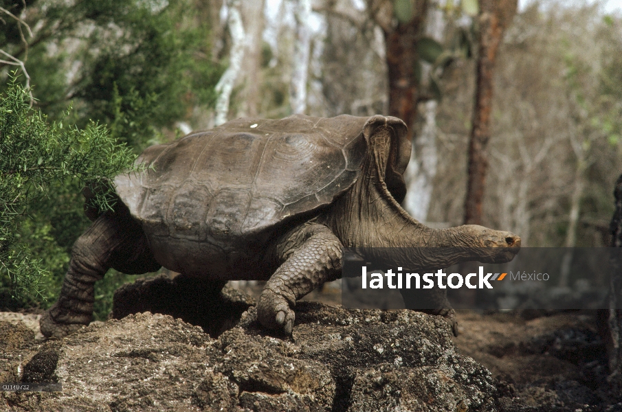 Hombre maduro de Saddleback tortuga de Galápagos (Chelonoidis nigra hoodensis), uno de solamente dos