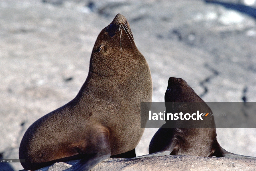 Lobo marino de Galápagos (Arctocephalus galapagoensis) madre y cachorro descansando, cabo Douglas, i