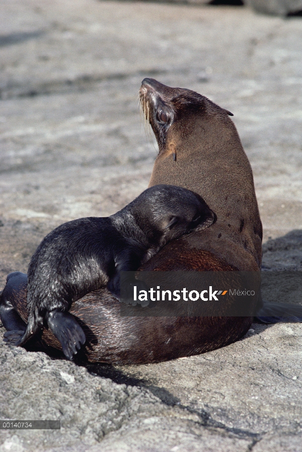 Lobo marino de Galápagos (Arctocephalus galapagoensis) madre y cachorro juguetón, cabo Douglas, isla