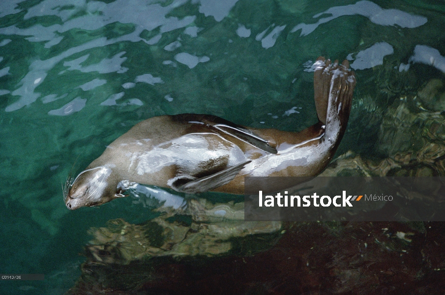 Galápagos lobo marino (Arctocephalus galapagoensis) durmiendo en el agua para refrescarse, grutas de